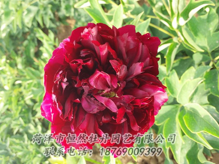 點(diǎn)擊查看詳細(xì)信息<br>標(biāo)題：紅色牡丹 閱讀次數(shù)：994