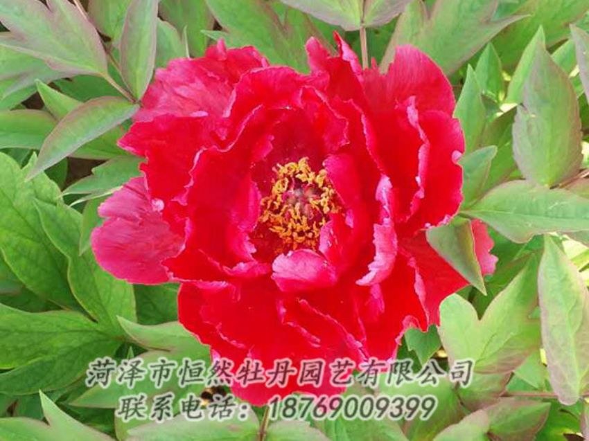 點(diǎn)擊查看詳細(xì)信息<br>標(biāo)題：紅色牡丹 閱讀次數(shù)：1151