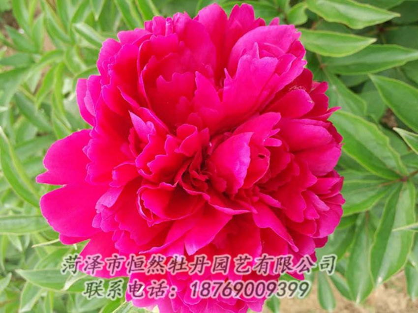 點擊查看詳細(xì)信息<br>標(biāo)題：紅色芍藥 閱讀次數(shù)：1032