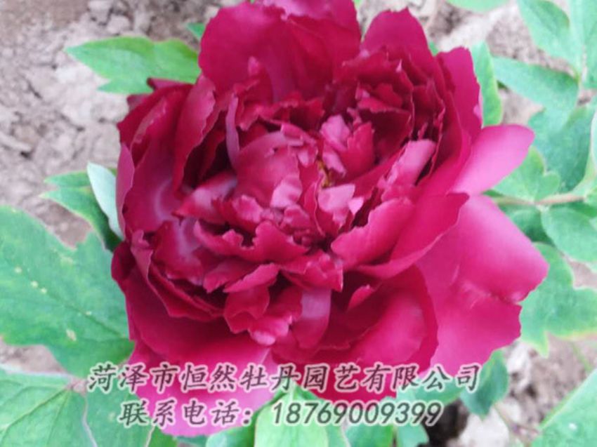 點擊查看詳細信息<br>標(biāo)題：紅色牡丹 閱讀次數(shù)：1359