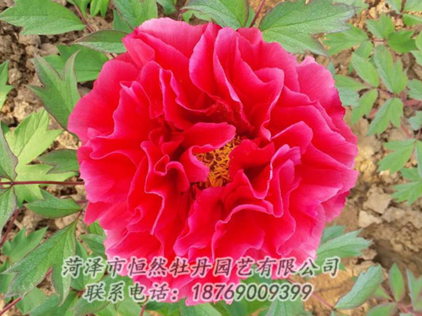 點擊查看詳細信息<br>標(biāo)題：紅色牡丹 閱讀次數(shù)：1194