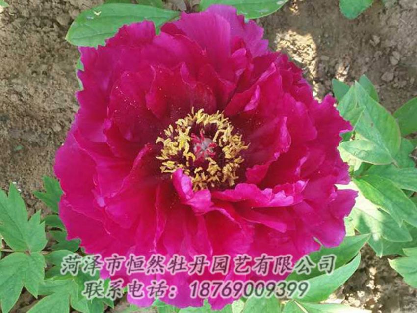 點擊查看詳細信息<br>標(biāo)題：紅色牡丹 閱讀次數(shù)：1305