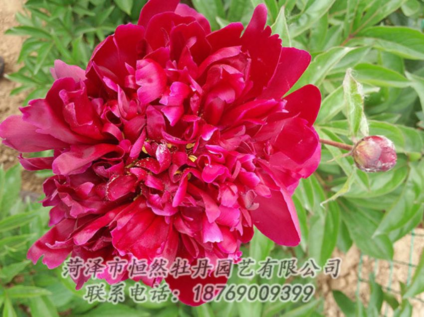 點擊查看詳細(xì)信息<br>標(biāo)題：紅色芍藥 閱讀次數(shù)：1069