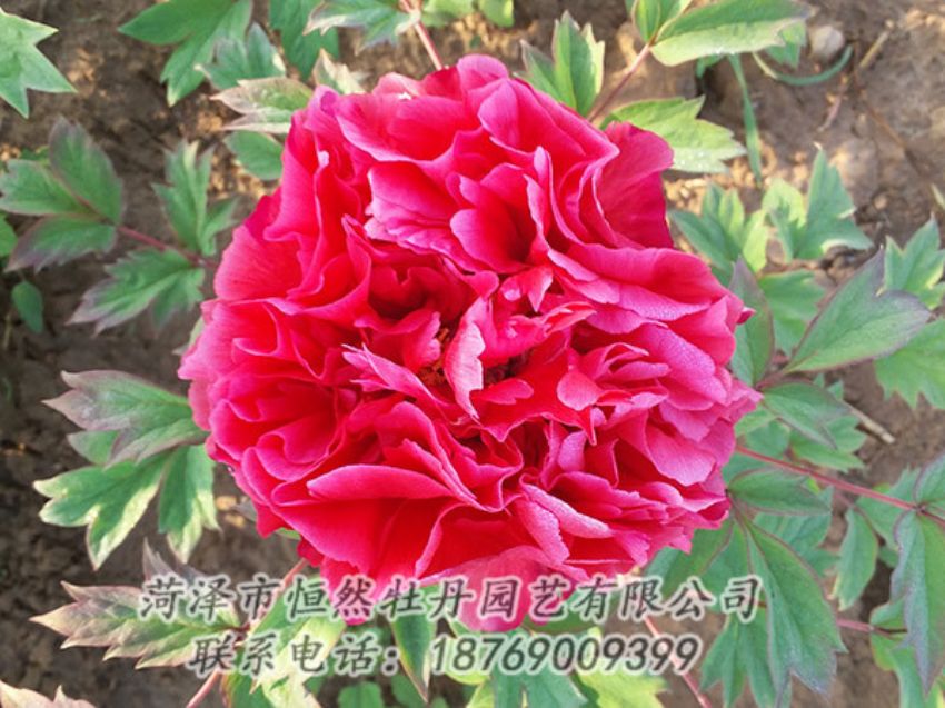 點擊查看詳細信息<br>標(biāo)題：紅色牡丹 閱讀次數(shù)：1298