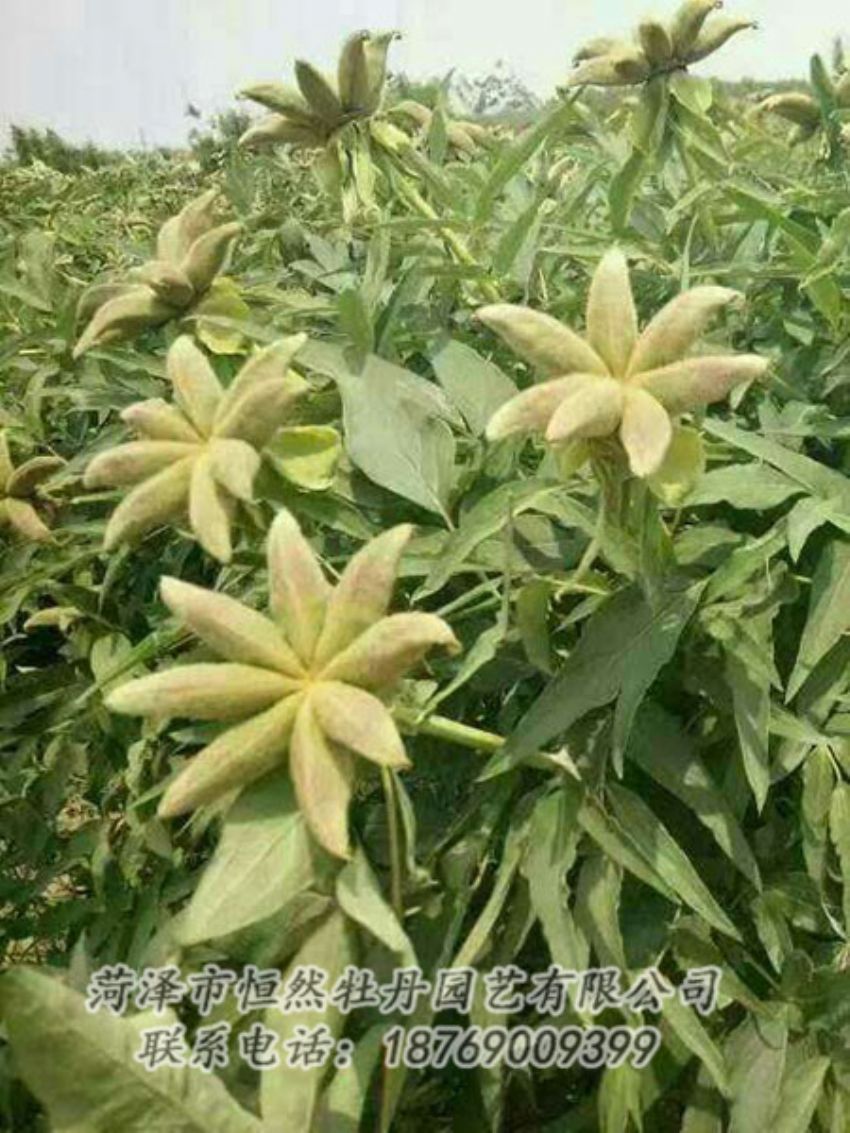 點擊查看詳細信息<br>標題：油用牡丹 閱讀次數(shù)：1273