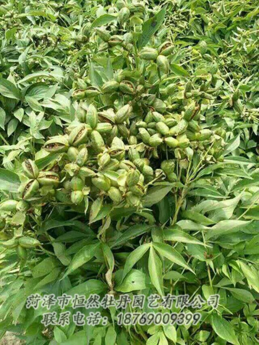 點擊查看詳細信息<br>標題：油用牡丹 閱讀次數(shù)：1267