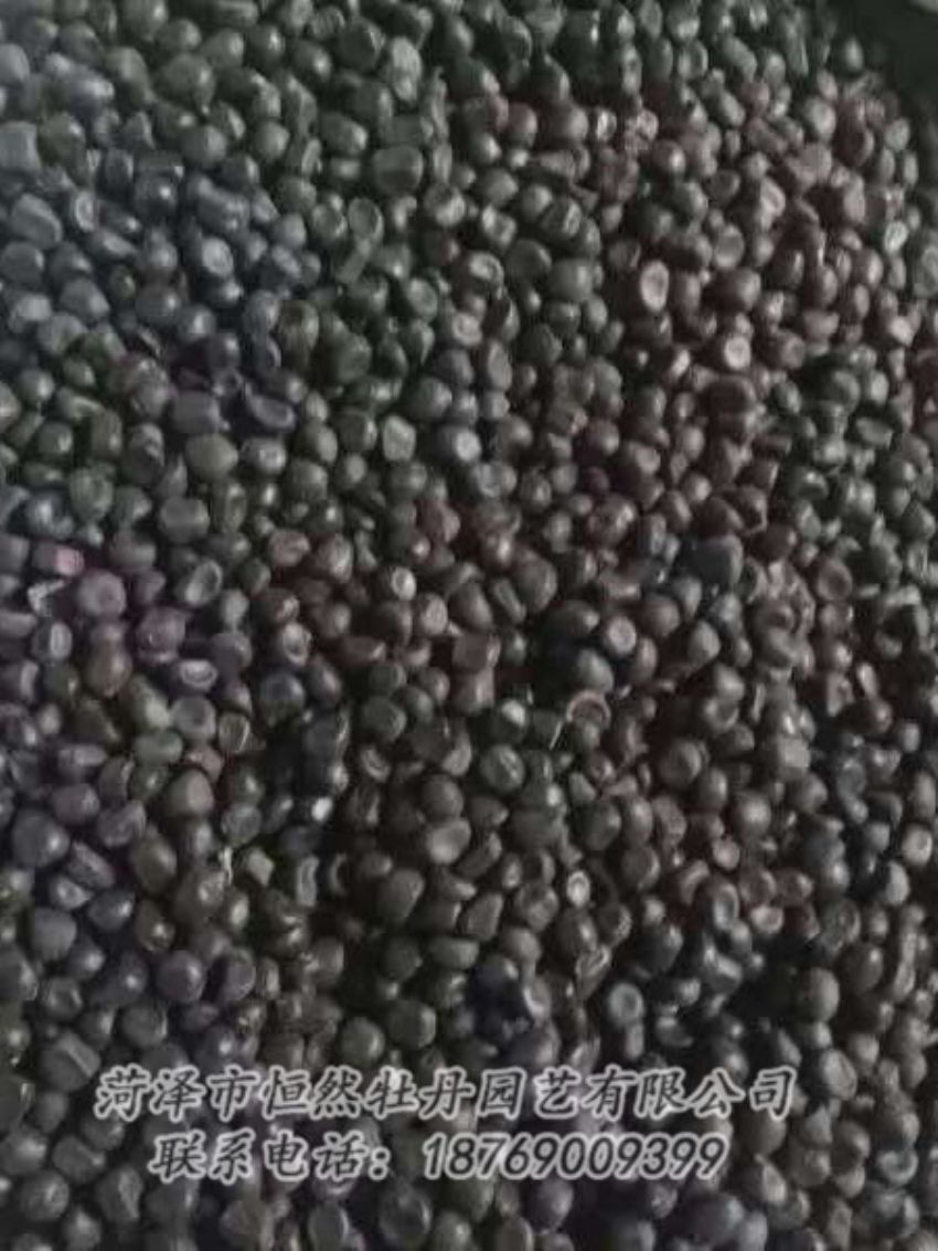 點擊查看詳細信息<br>標(biāo)題：油用牡丹 閱讀次數(shù)：1236
