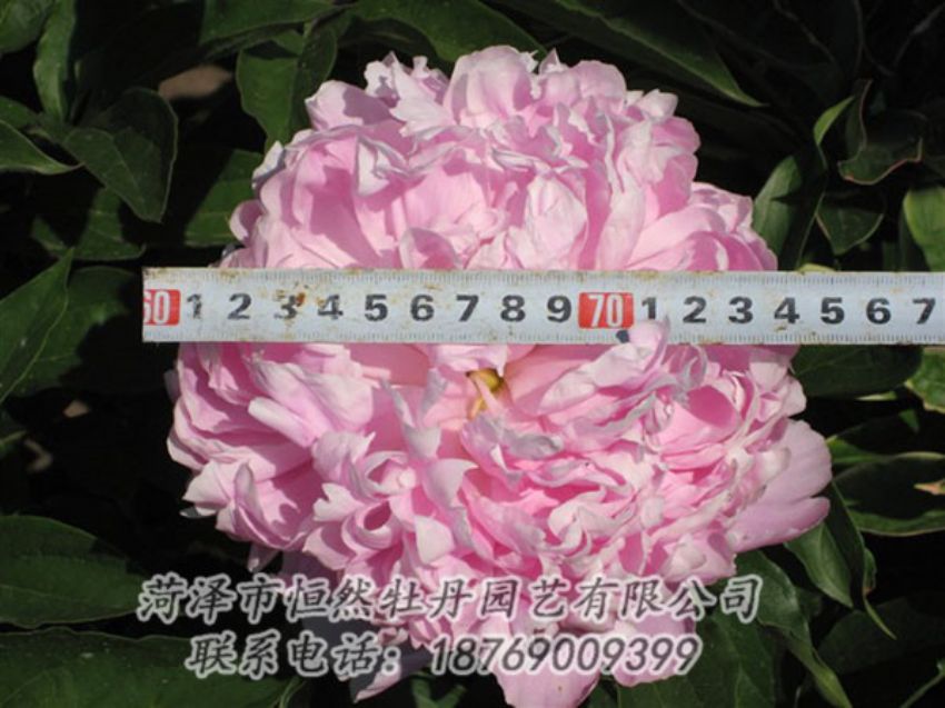 點擊查看詳細信息<br>標題：桃面爭春 閱讀次數(shù)：1246