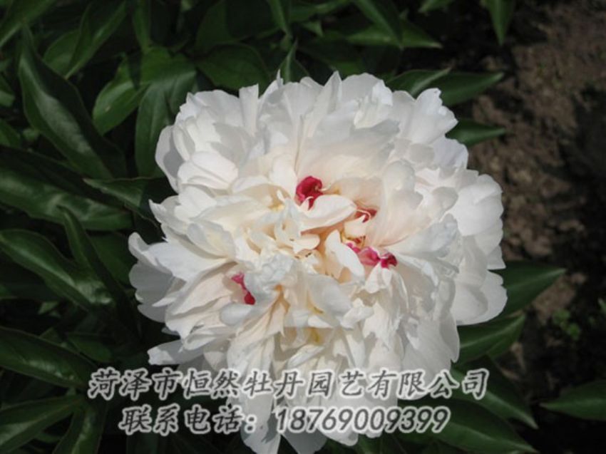 點(diǎn)擊查看詳細(xì)信息<br>標(biāo)題：雪原紅星 閱讀次數(shù)：1470