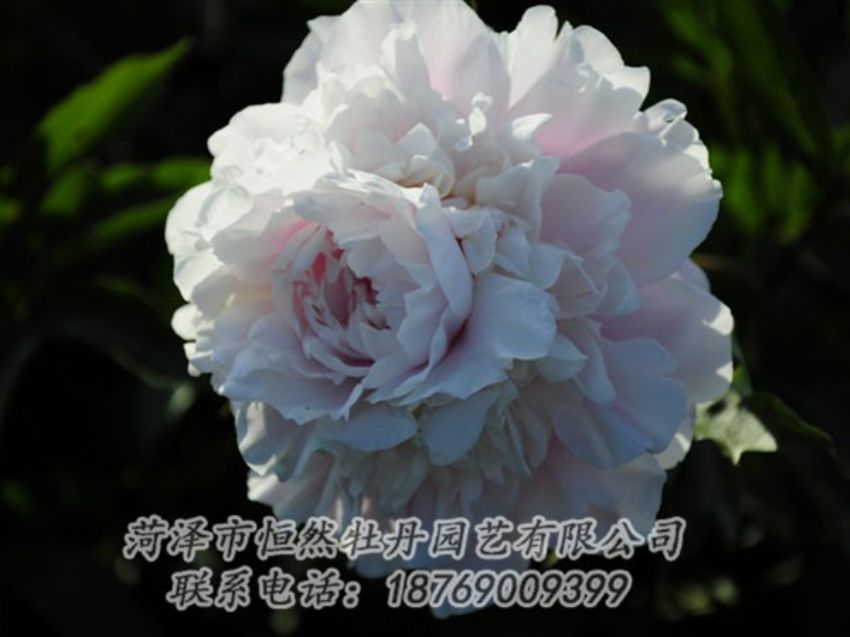 點擊查看詳細信息<br>標題：粉色芍藥 閱讀次數(shù)：1183