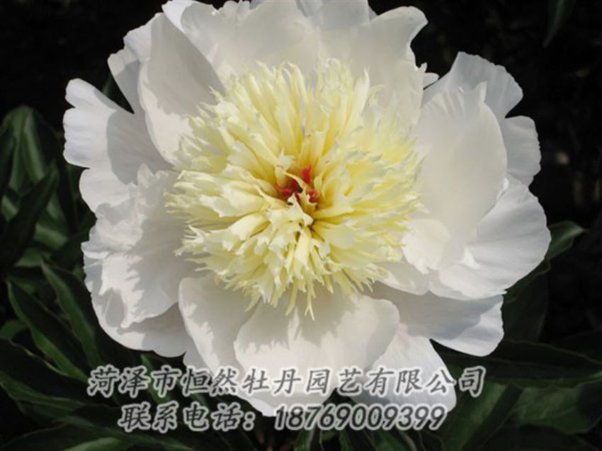 點(diǎn)擊查看詳細(xì)信息<br>標(biāo)題：金簪刺玉 閱讀次數(shù)：1272