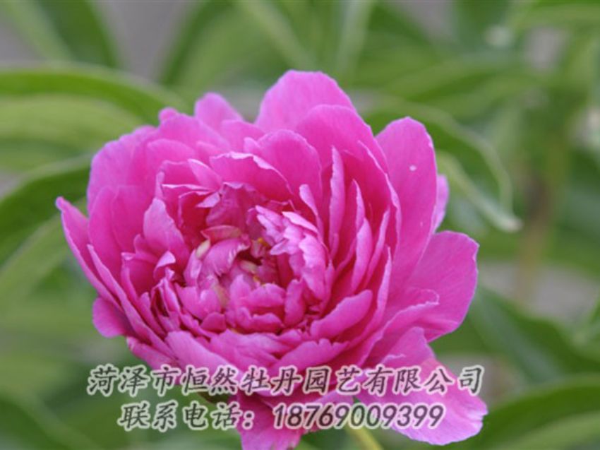 點擊查看詳細(xì)信息<br>標(biāo)題：紅茶花 閱讀次數(shù)：1040