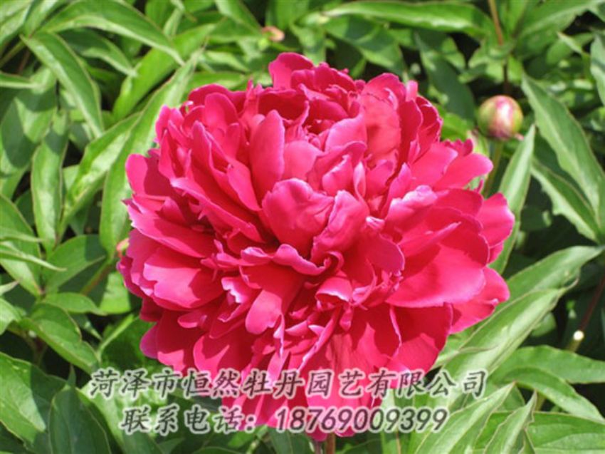 點擊查看詳細(xì)信息<br>標(biāo)題：國紅 閱讀次數(shù)：1027