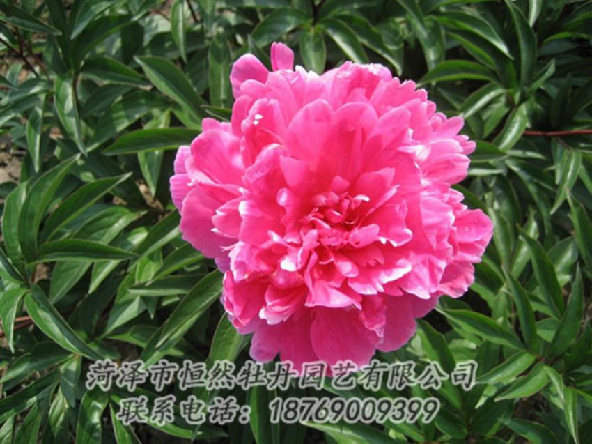 點(diǎn)擊查看詳細(xì)信息<br>標(biāo)題：富貴紅 閱讀次數(shù)：1009