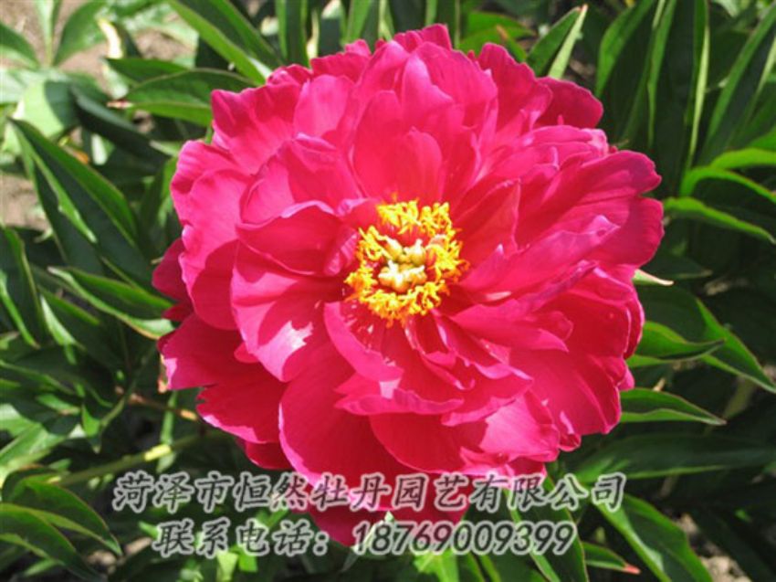 點(diǎn)擊查看詳細(xì)信息<br>標(biāo)題：大紅赤金 閱讀次數(shù)：1092
