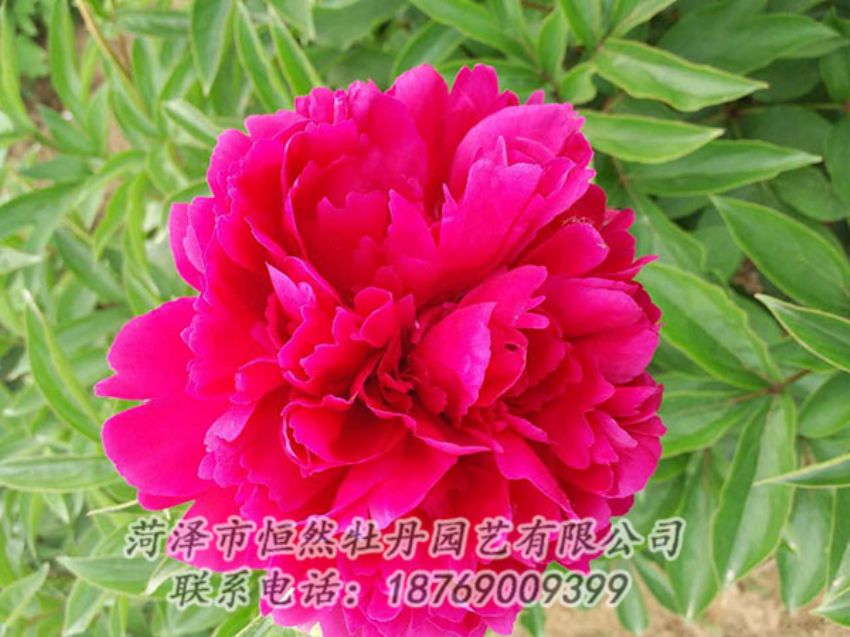 點(diǎn)擊查看詳細(xì)信息<br>標(biāo)題：紅色芍藥 閱讀次數(shù)：1033
