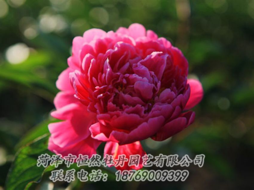點(diǎn)擊查看詳細(xì)信息<br>標(biāo)題：大紅赤金 閱讀次數(shù)：1067