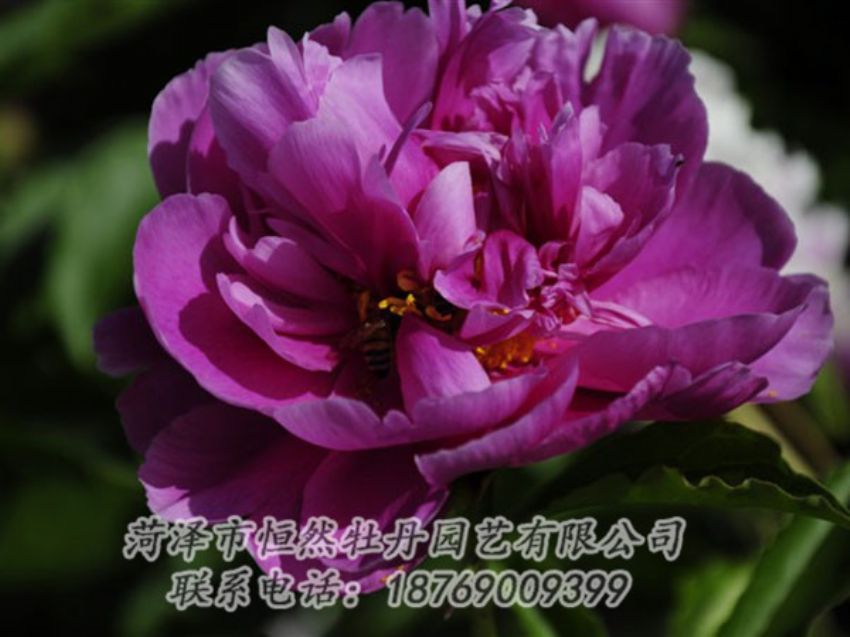 點擊查看詳細(xì)信息<br>標(biāo)題：紫凌 閱讀次數(shù)：1181