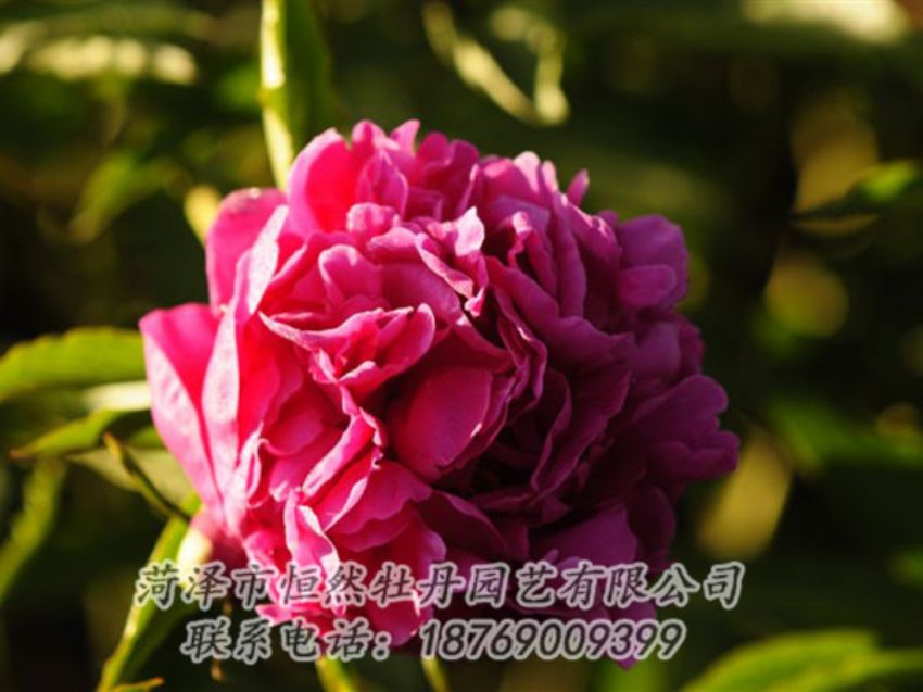 點擊查看詳細(xì)信息<br>標(biāo)題：紫鳳朝陽 閱讀次數(shù)：1255