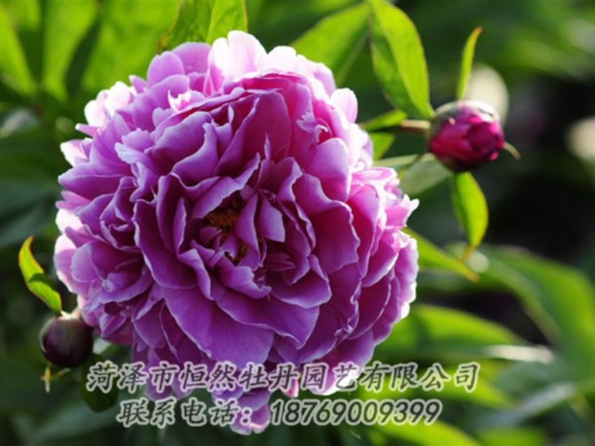 點擊查看詳細(xì)信息<br>標(biāo)題：紫色芍藥 閱讀次數(shù)：1280