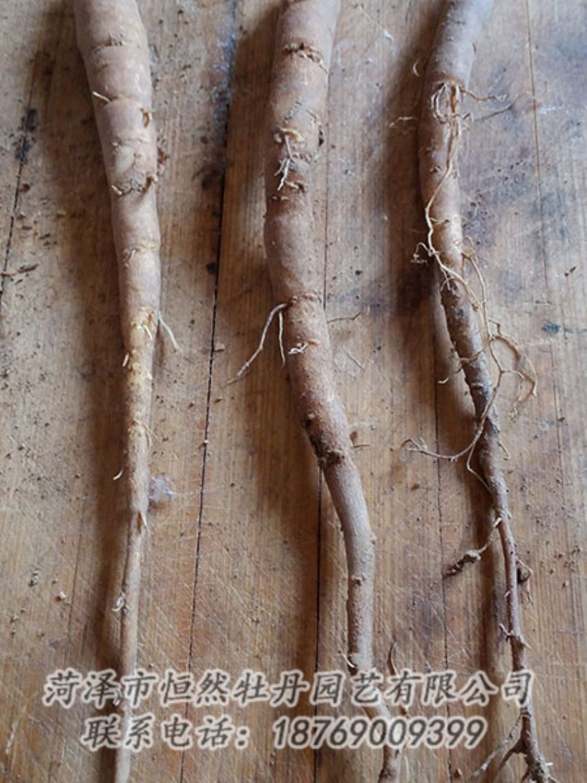 點擊查看詳細(xì)信息<br>標(biāo)題：一年芍藥苗 閱讀次數(shù)：1126