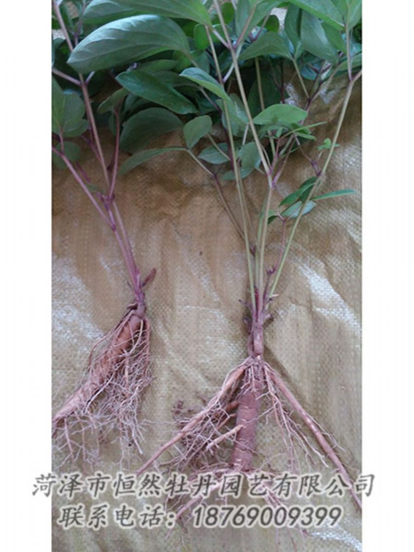 點擊查看詳細(xì)信息<br>標(biāo)題：二年芍藥苗 閱讀次數(shù)：1115