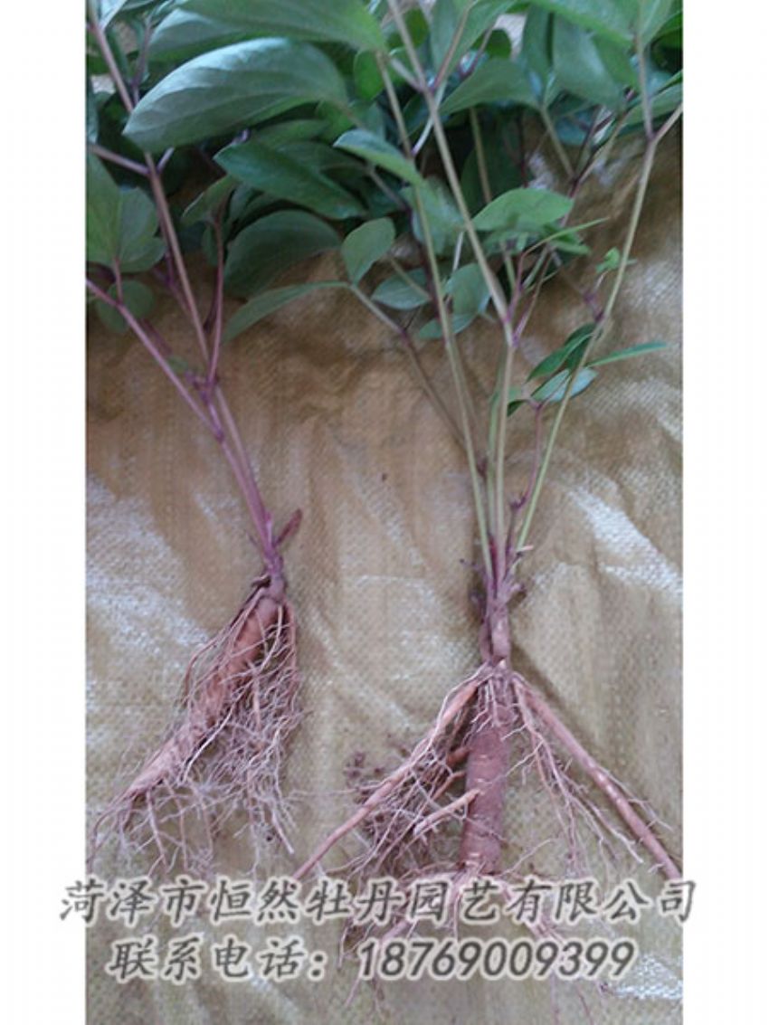 點擊查看詳細(xì)信息<br>標(biāo)題：二年芍藥苗 閱讀次數(shù)：1236