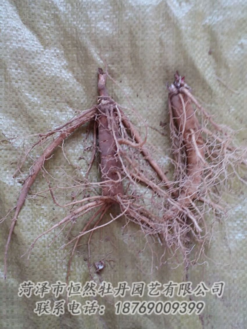 點擊查看詳細(xì)信息<br>標(biāo)題：二年芍藥苗 閱讀次數(shù)：1170