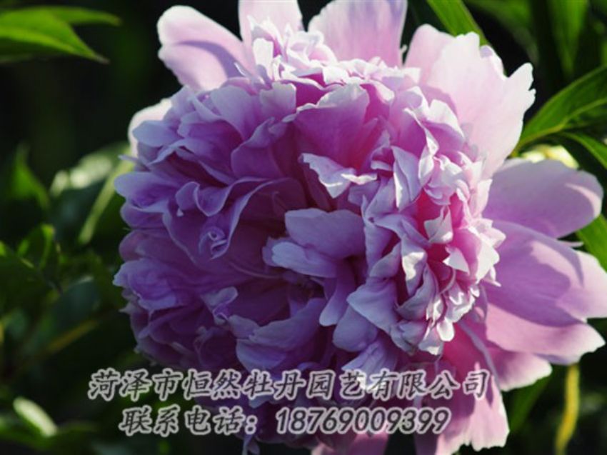 點擊查看詳細(xì)信息<br>標(biāo)題：藍(lán)菊 閱讀次數(shù)：1250