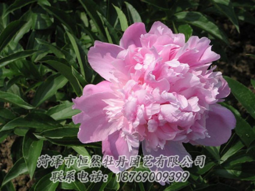 點擊查看詳細(xì)信息<br>標(biāo)題：富士山 閱讀次數(shù)：1178