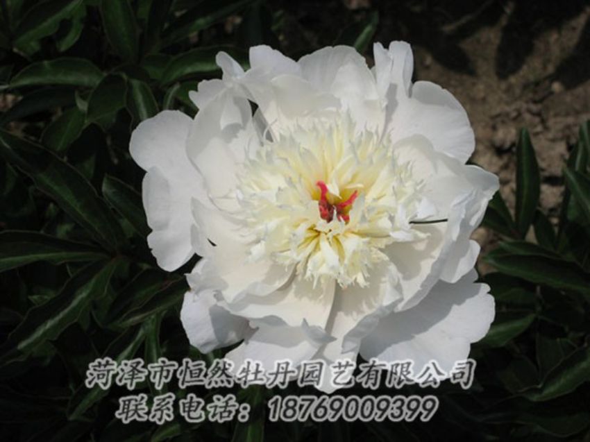 點擊查看詳細信息<br>標題：凌花晨浴 閱讀次數(shù)：1252