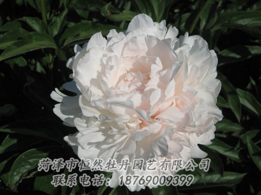 點(diǎn)擊查看詳細(xì)信息<br>標(biāo)題：白玉樓 閱讀次數(shù)：2144