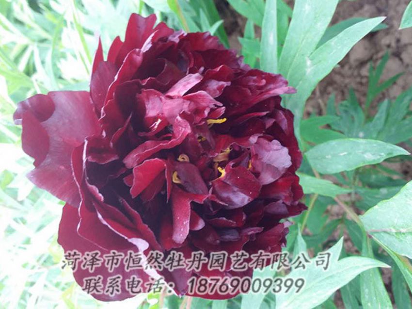 點擊查看詳細(xì)信息<br>標(biāo)題：黑色牡丹 閱讀次數(shù)：1231