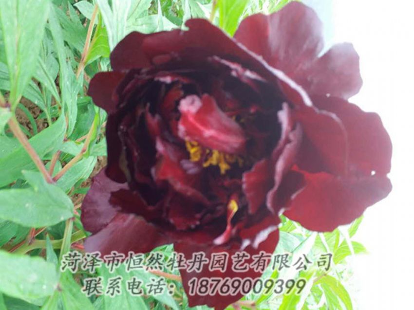 點擊查看詳細信息<br>標題：黑色牡丹 閱讀次數(shù)：1197