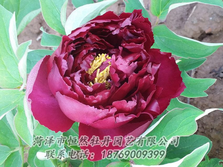 點擊查看詳細信息<br>標題：黑色牡丹 閱讀次數(shù)：1199