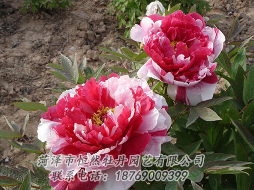點(diǎn)擊查看詳細(xì)信息<br>標(biāo)題：復(fù)色牡丹 閱讀次數(shù)：1217