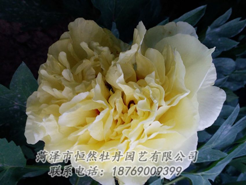 點(diǎn)擊查看詳細(xì)信息<br>標(biāo)題：黃色牡丹 閱讀次數(shù)：1157