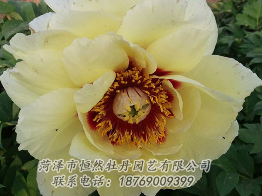 點(diǎn)擊查看詳細(xì)信息<br>標(biāo)題：黃色牡丹 閱讀次數(shù)：1173