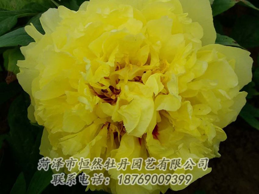 點(diǎn)擊查看詳細(xì)信息<br>標(biāo)題：黃色牡丹 閱讀次數(shù)：1185
