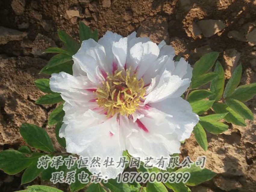 點(diǎn)擊查看詳細(xì)信息<br>標(biāo)題：白色牡丹 閱讀次數(shù)：1265