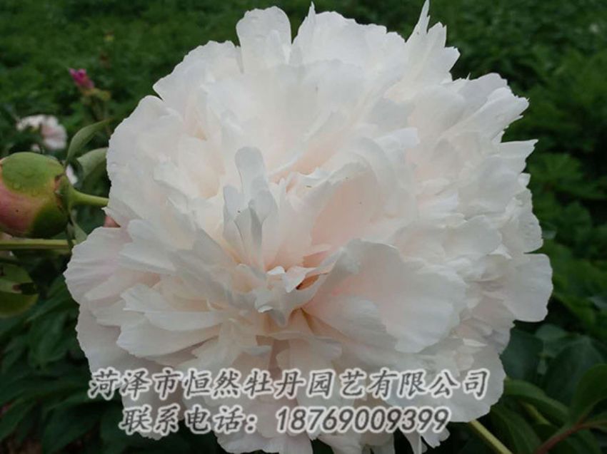 點(diǎn)擊查看詳細(xì)信息<br>標(biāo)題：白色牡丹 閱讀次數(shù)：1222