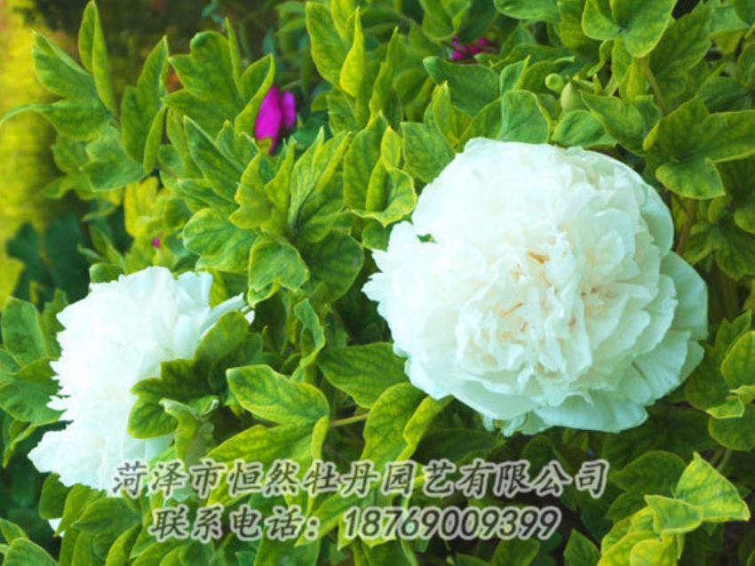 點(diǎn)擊查看詳細(xì)信息<br>標(biāo)題：白色牡丹 閱讀次數(shù)：1194