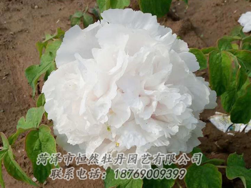 點(diǎn)擊查看詳細(xì)信息<br>標(biāo)題：白色牡丹 閱讀次數(shù)：1015