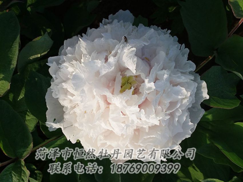 點(diǎn)擊查看詳細(xì)信息<br>標(biāo)題：白色牡丹 閱讀次數(shù)：1207