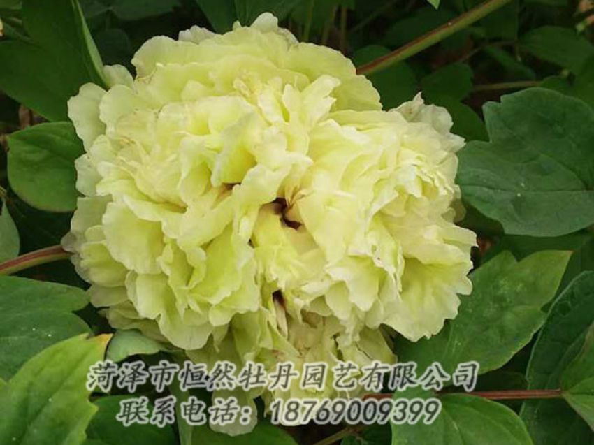 點(diǎn)擊查看詳細(xì)信息<br>標(biāo)題：綠色 閱讀次數(shù)：1096