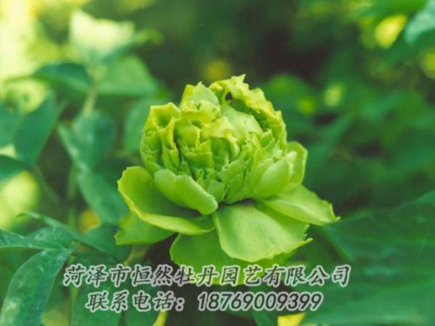 點擊查看詳細信息<br>標題：綠色牡丹 閱讀次數(shù)：1243