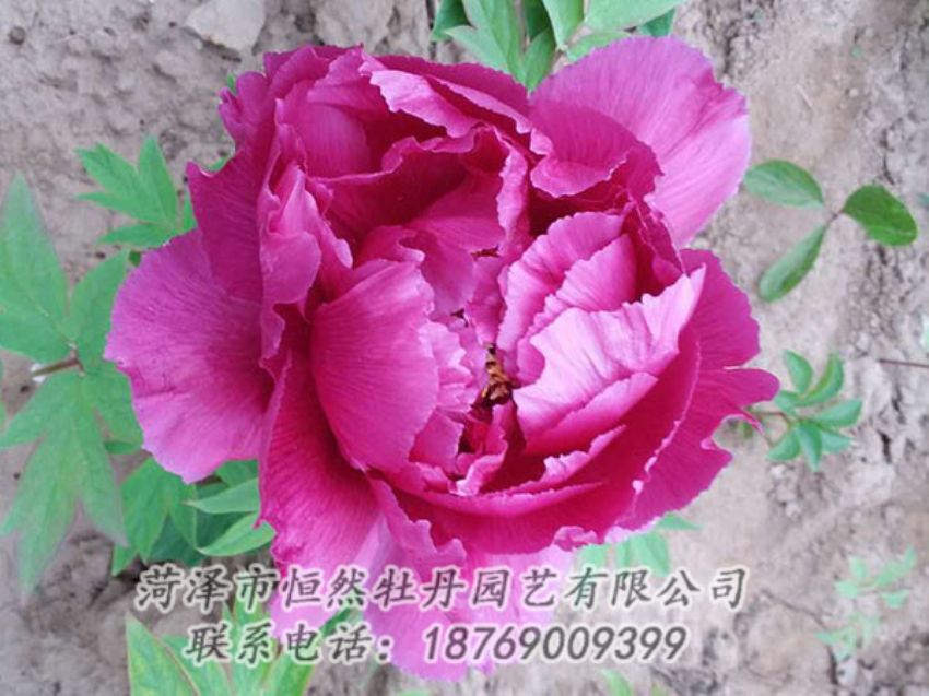 點(diǎn)擊查看詳細(xì)信息<br>標(biāo)題：紫色牡丹 閱讀次數(shù)：1067