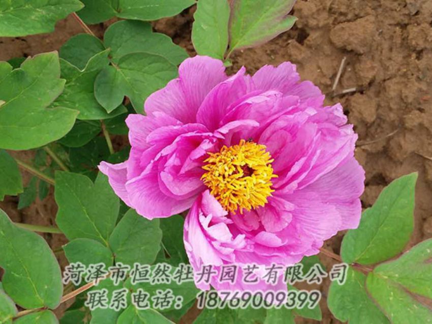 點擊查看詳細信息<br>標題：紫色牡丹 閱讀次數(shù)：1186