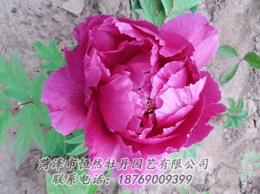 點擊查看詳細信息<br>標題：紫色牡丹 閱讀次數(shù)：1166