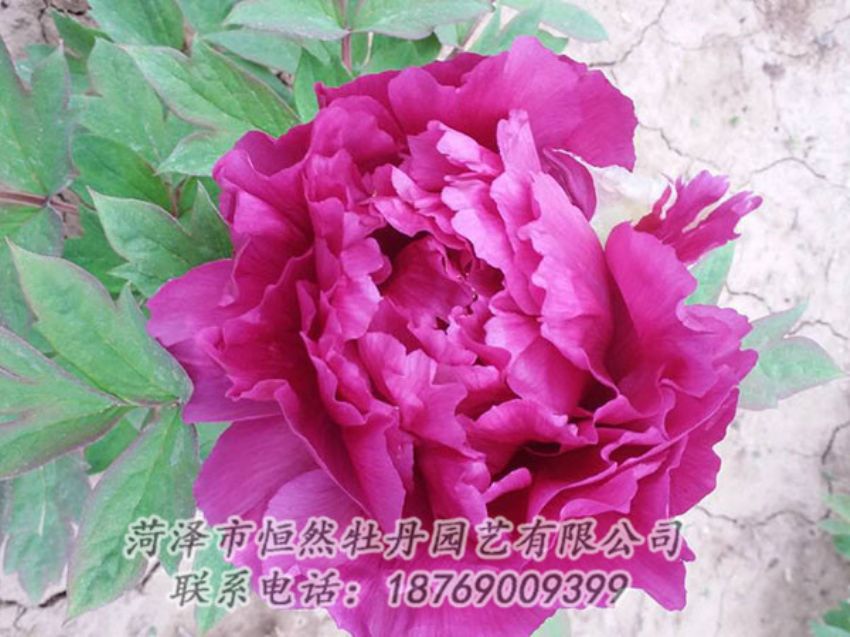 點擊查看詳細信息<br>標題：紫色牡丹 閱讀次數(shù)：1289